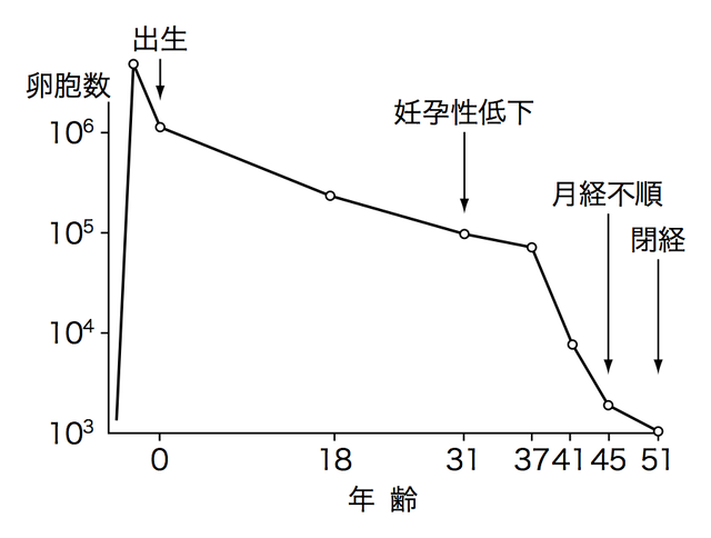 加齢により卵子数は減少する